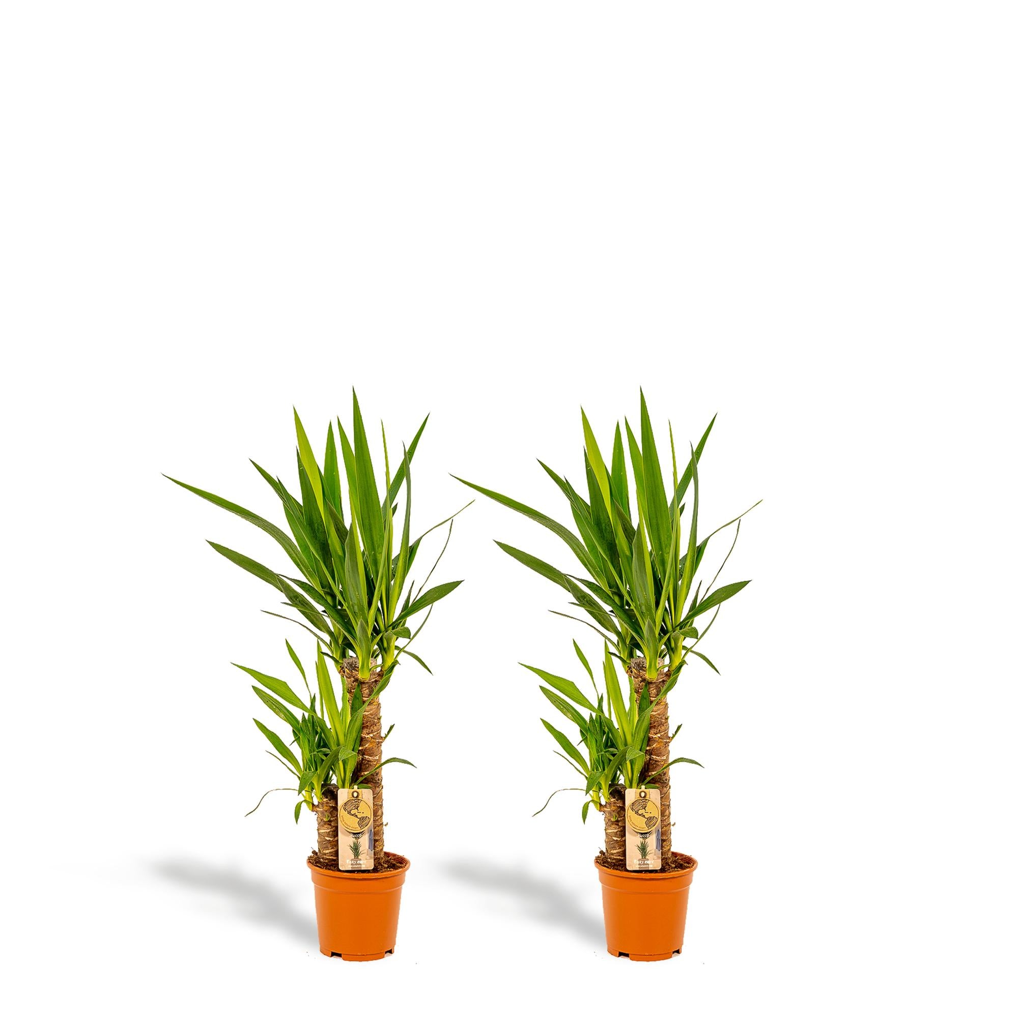 2 x Yucca - ↨90 cm - Ø17 cm