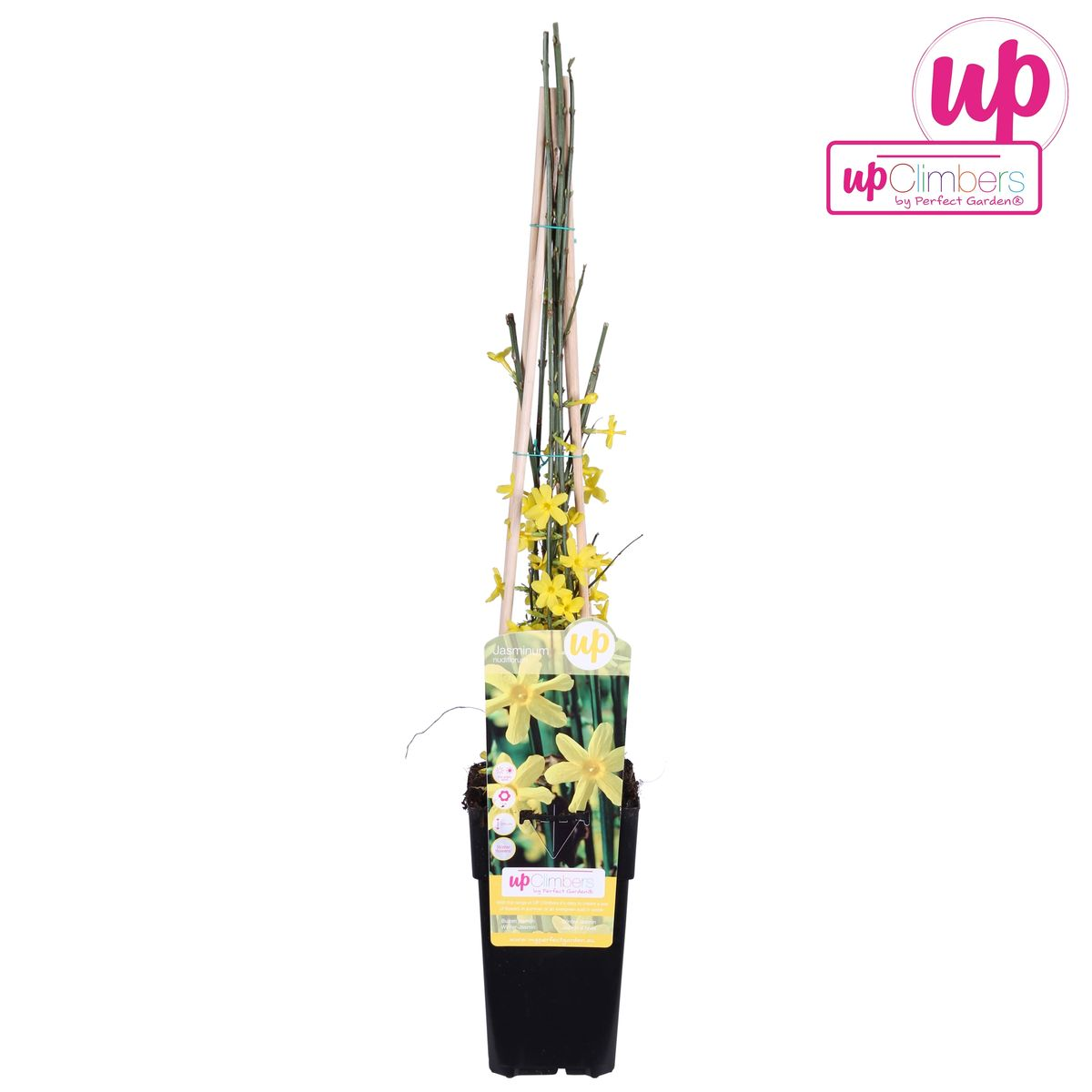 Jasminum nudiflorum - Ø15cm - ↕65cm