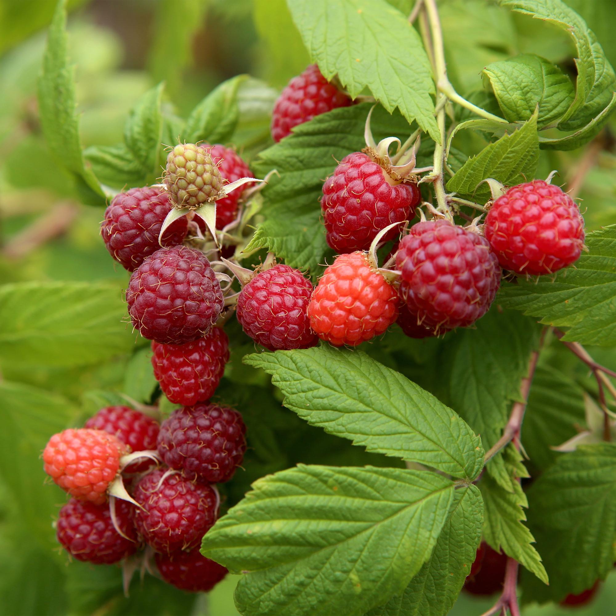 Framboos - Rubus idaeus Autumn Bliss  - Rode Framboos - 2 planten -  Pot 11cm Hoogte 40cm