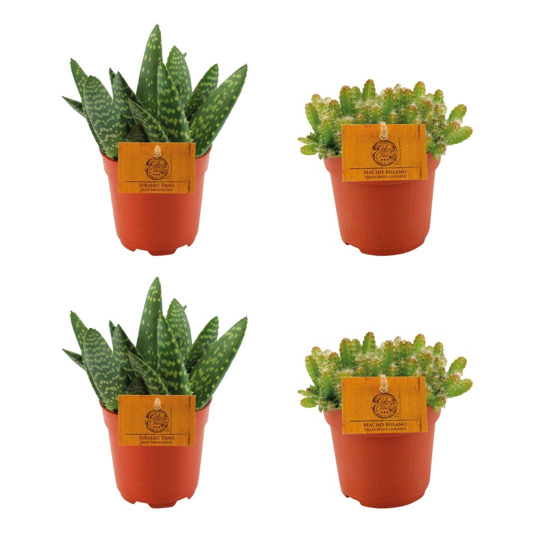 2x Aloe paradisicum + 2x Hylocereus undatus - 4 Stück - Ø 10,5 cm - ↕ 10 cm