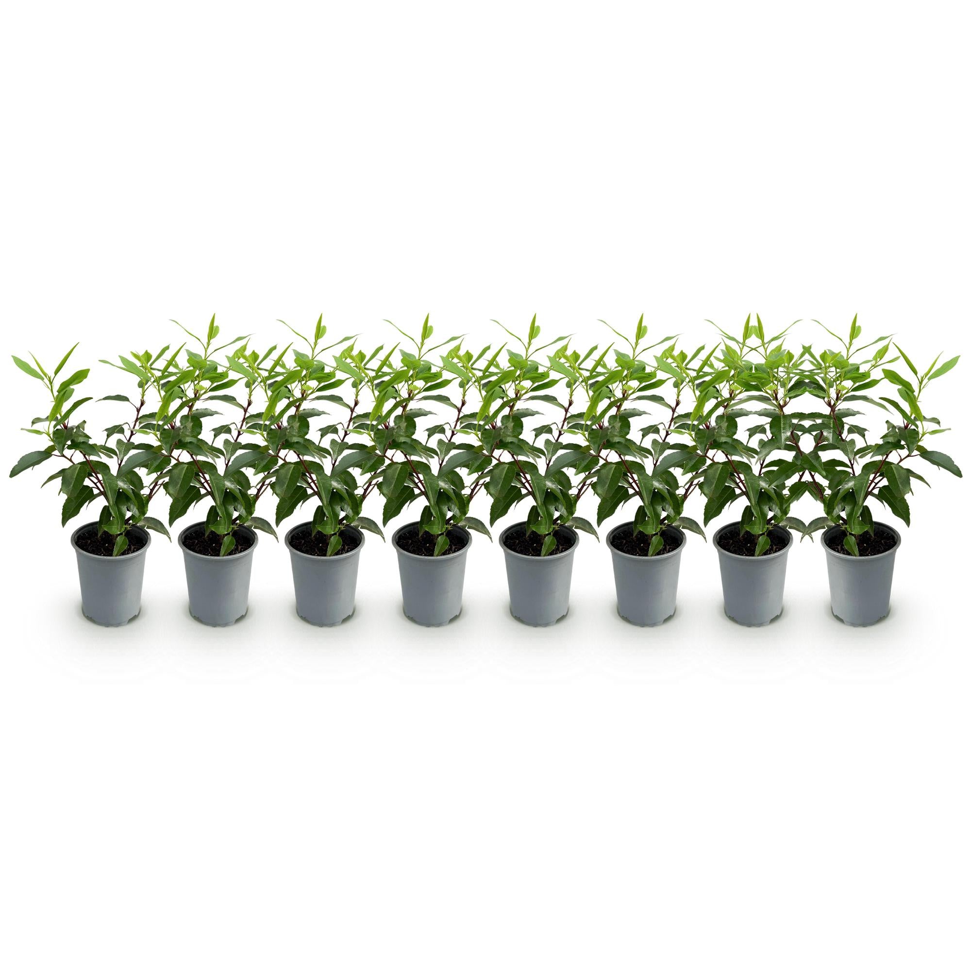 Prunus lusitanica Angustifolia - blad groen - 8 planten - 1 strekkende meter - groenblijvend - pot 9cm hoogte 30-35cm