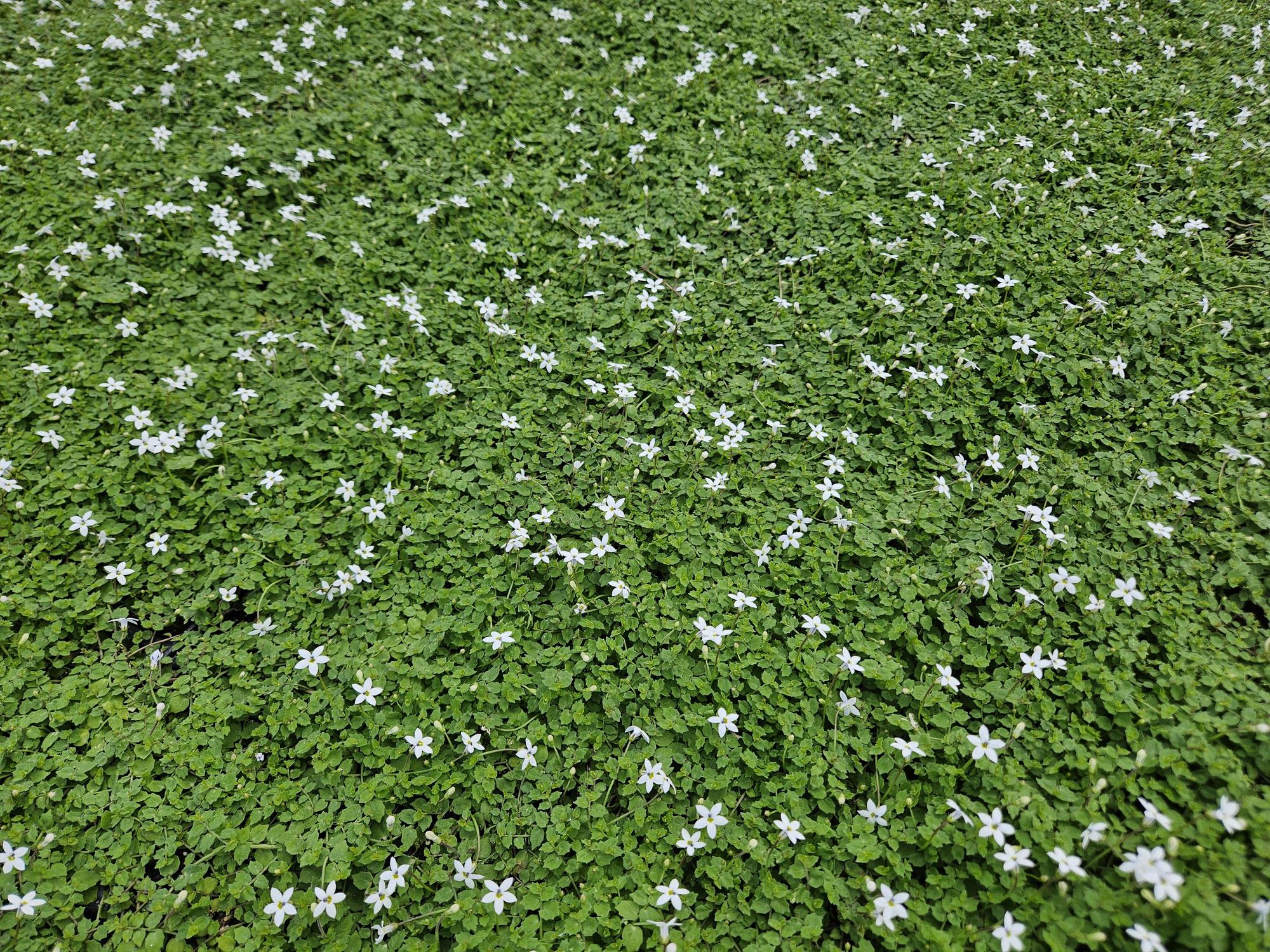 60x Isotoma fluviatilis 'Alba' - ↕10-25cm - Ø9cm