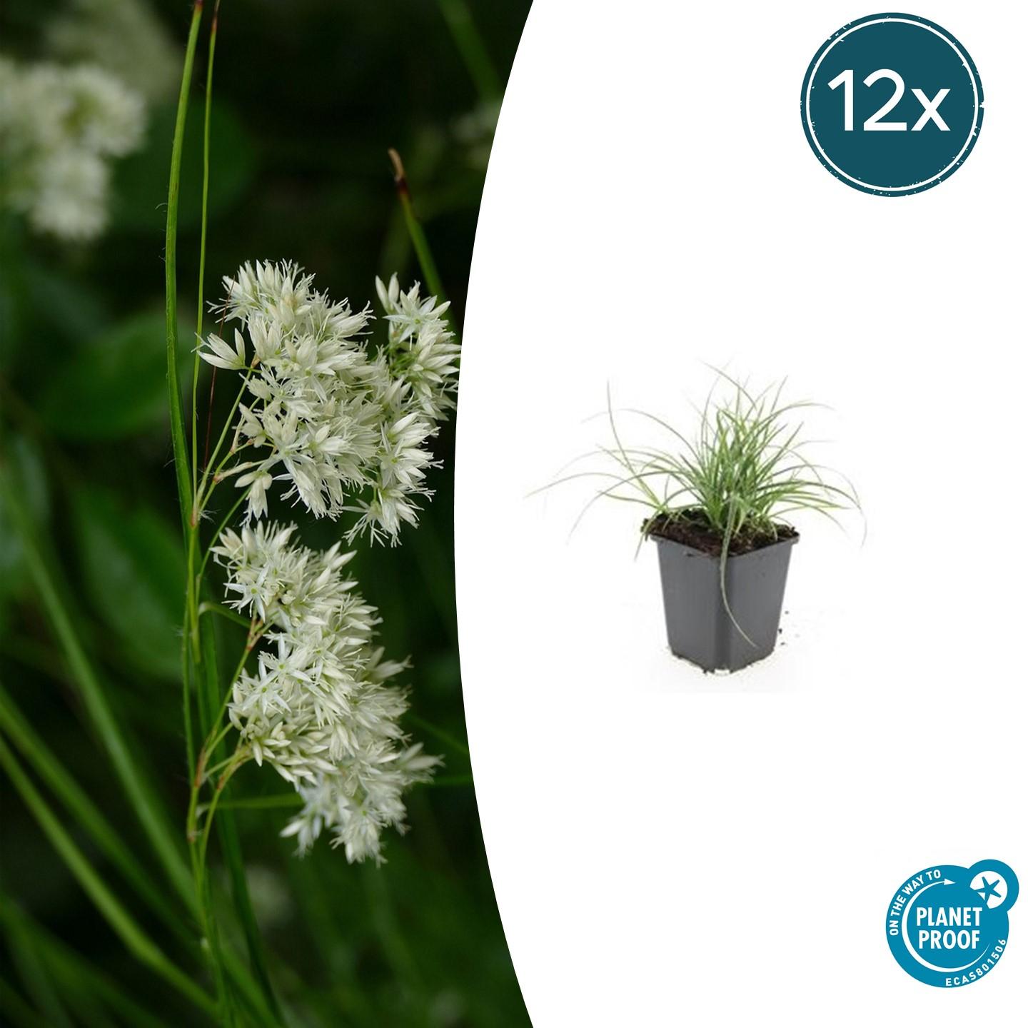 12x Luzula nivea - ↕10-25cm - Ø9cm