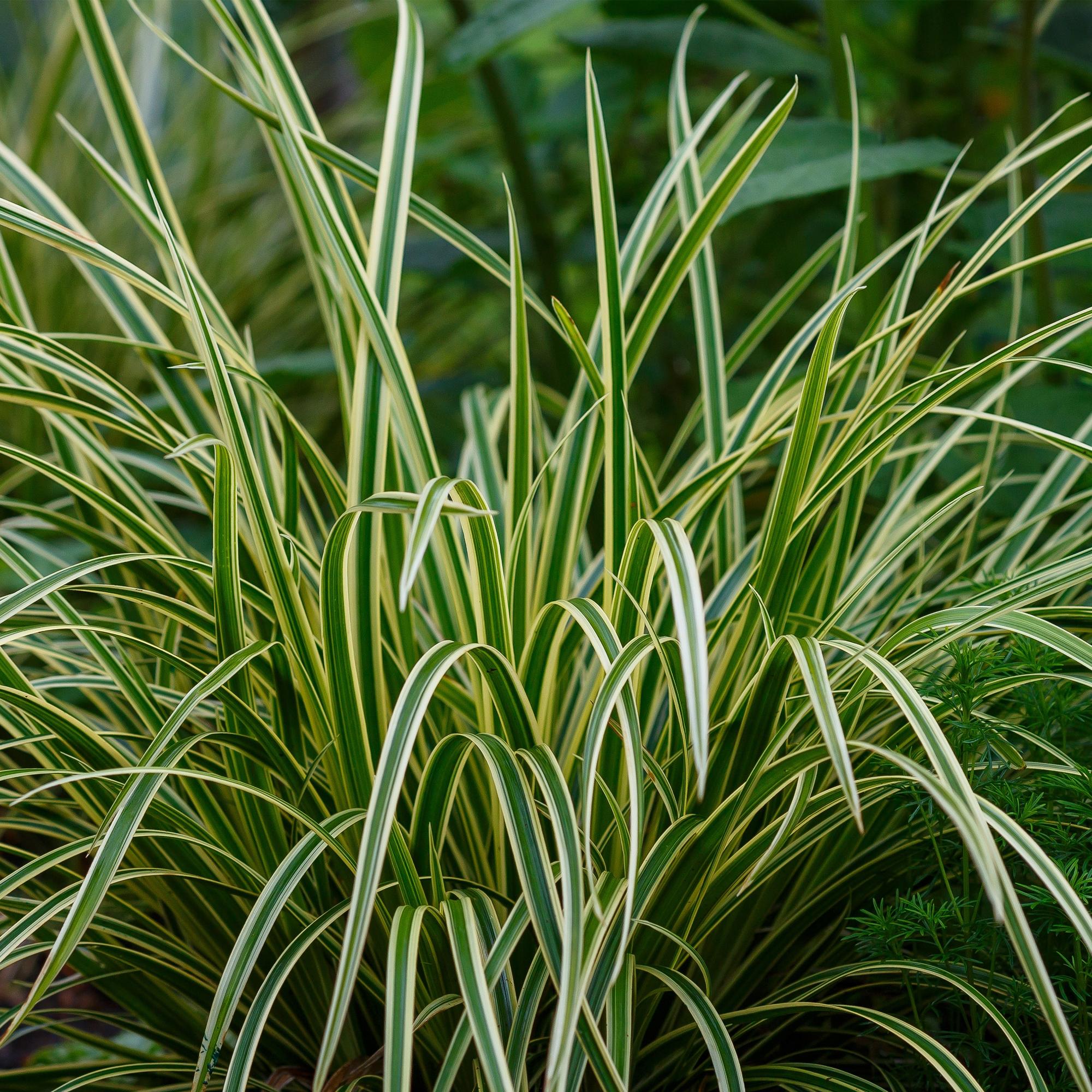 Carex morrowii Ice Dance  - Wit & Groen - 1 Planten - Groenblijvend - Winterhard - Pot 17cm Hoogte 50cm