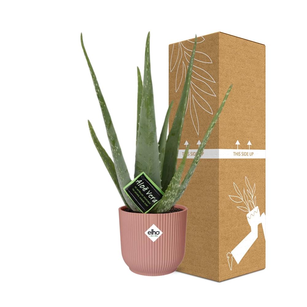 Aloe Vera 12 cm in ELHO Vibes Fold 14 cm rosa
