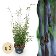Fargesia nitida Black Dragon - Niet Woekerende Bamboe - Bladhoudend - Groen - 2 Planten - Pot 23 cm - Hoogte 80 cm
