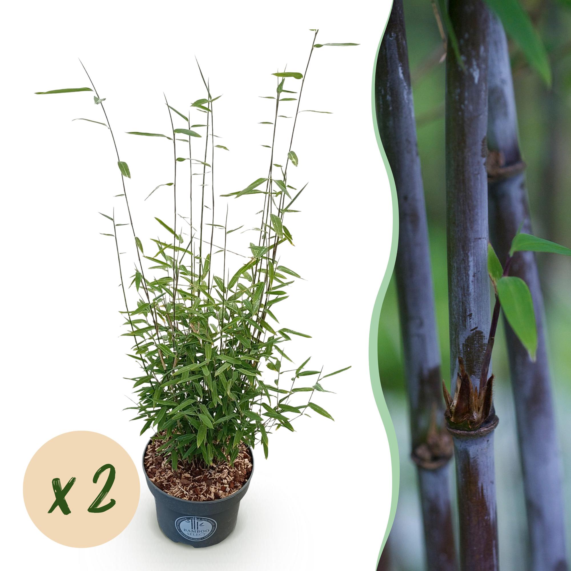 Fargesia nitida Black Dragon - Niet Woekerende Bamboe - Bladhoudend - Groen - 2 Planten - Pot 23 cm - Hoogte 80 cm