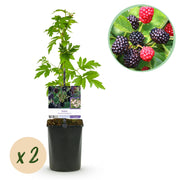 Green boutiQ – Obstpflanze – Brombeere – Dornenfreier immergrüner Strauch – Brombeere – Dornenlos – 2 Pflanzen – Topf 11 cm, Höhe 40 cm