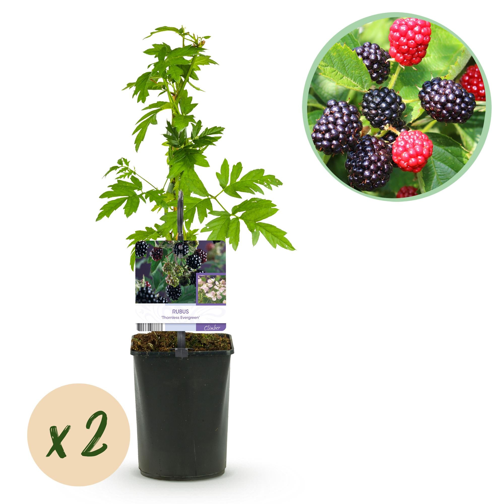 Green boutiQ – Obstpflanze – Brombeere – Dornenfreier immergrüner Strauch – Brombeere – Dornenlos – 2 Pflanzen – Topf 11 cm, Höhe 40 cm