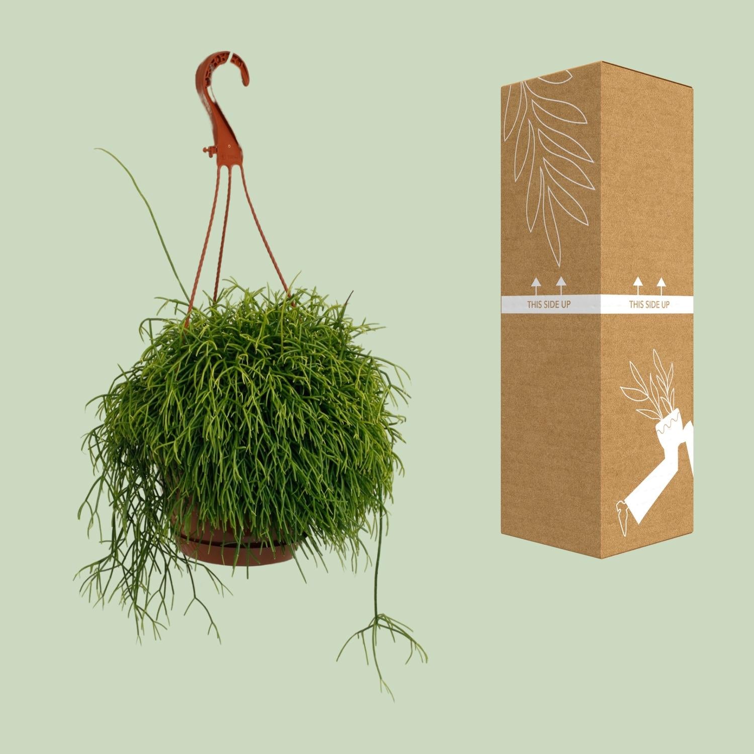 Rhipsalis Cassutha – Ø17cm – ↕45cm