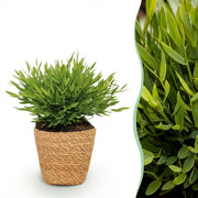 Bamusa Pogonatherum Monica - Kamerbamboe - Huisdiervriendelijke Plant - Groen - 1 Plant - met Mand - Pot 12cm - Hoogte 20cm