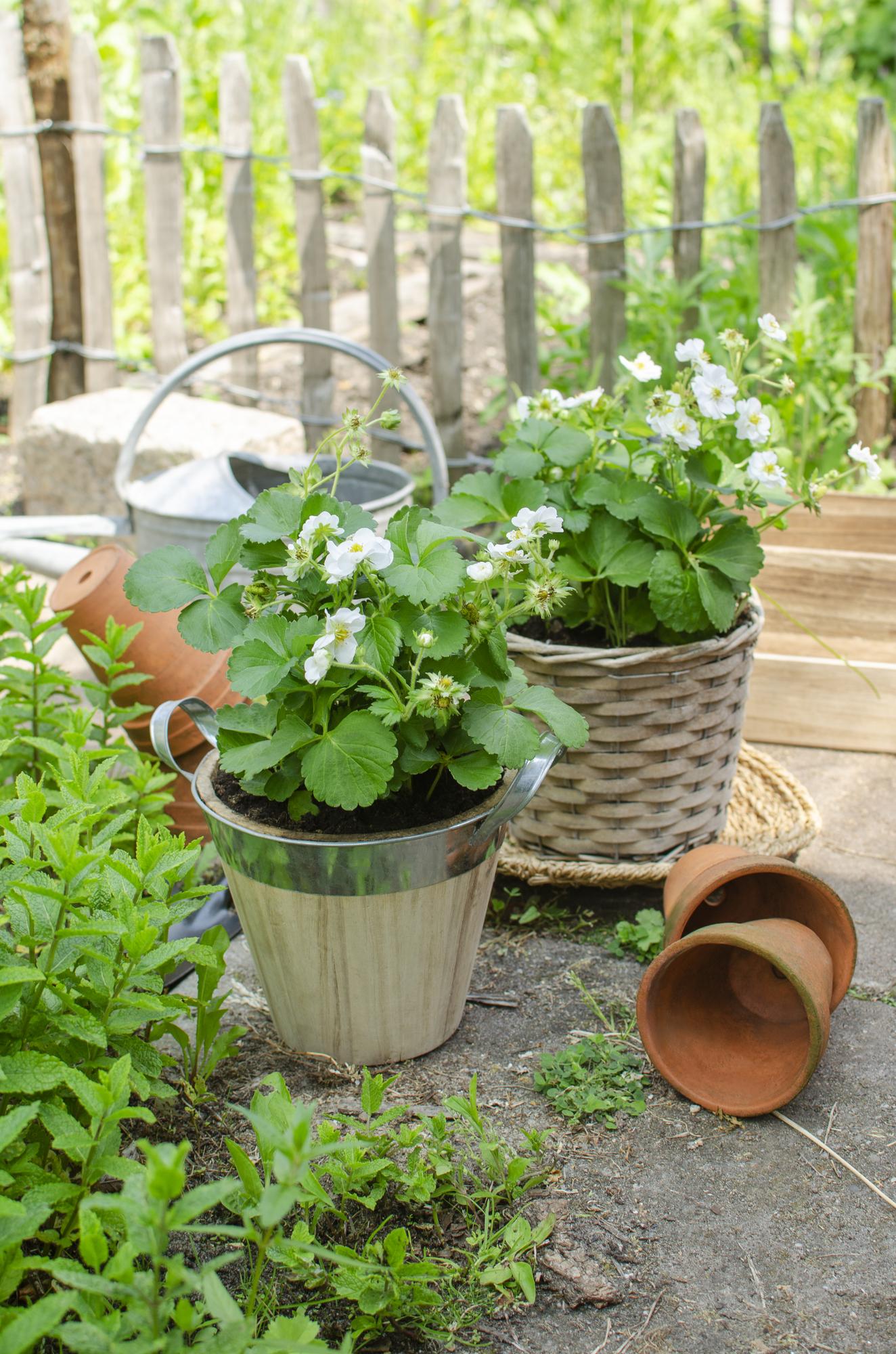 Fragaria x ananassa Delizzimo - Aardbei - Ø13cm - ↕45cm