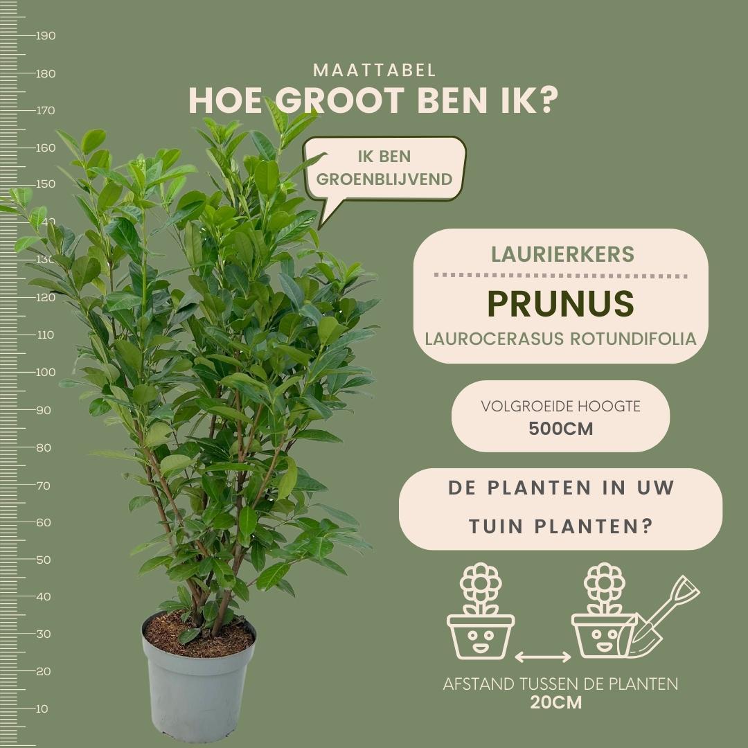 Großer Kirschlorbeer 'Rotundifolia' für eine 10 Meter hohe Hecke | - 15L - 20x | ↨ 125-150 cm