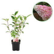 Pluim Hortensia - Hydrangea panniculata Vanille Fraise - Bloem Wit Roze  - 1 Plant - Bladverliezend - Grote Bloemen - Pot 17cm Hoogte 50cm