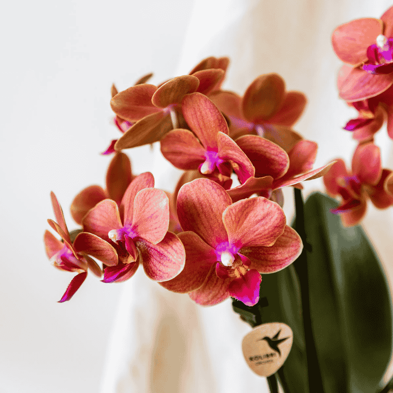 Kolibri Orchids | Orange Jungle Bouquet Mineral Bolzano in Oyster Dish