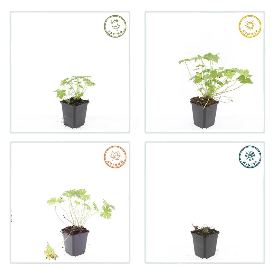 60 géraniums 'Tiny Monster' - ↕10-25cm - Ø9cm