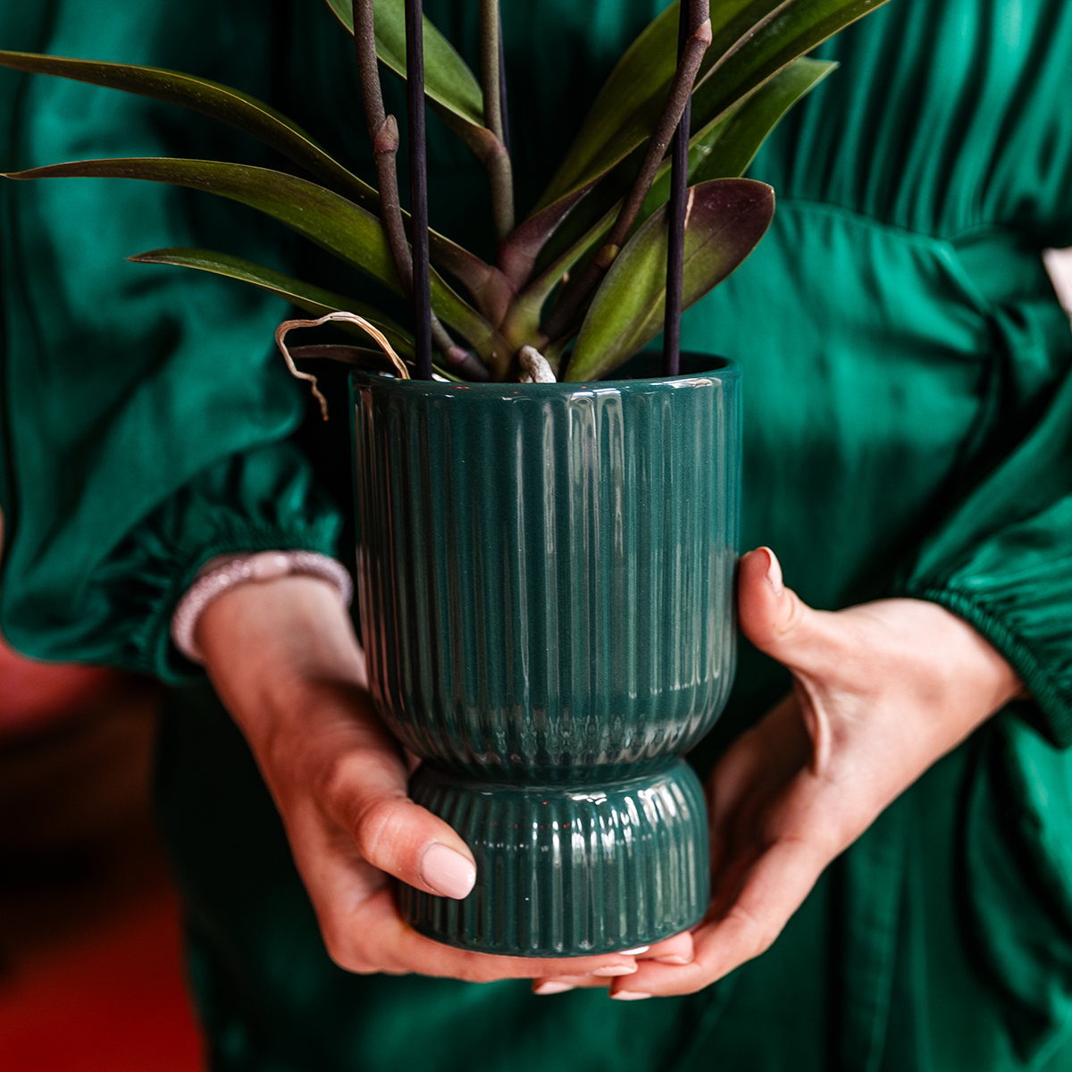 Kolibri Orchids | Oudroze Treviso orchidee + groene Diabolo sierpot | potmaat Ø9cm | bloeiende kamerplant – vers van de kweker | incl. watergeeflont