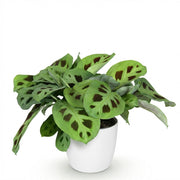 Maranta Fascinator Kerchoveana - Zebraplant - Huisdiervriendelijke Plant - Groen - 1 Plant - met Potter Wit - Pot 12cm - Hoogte 25cm