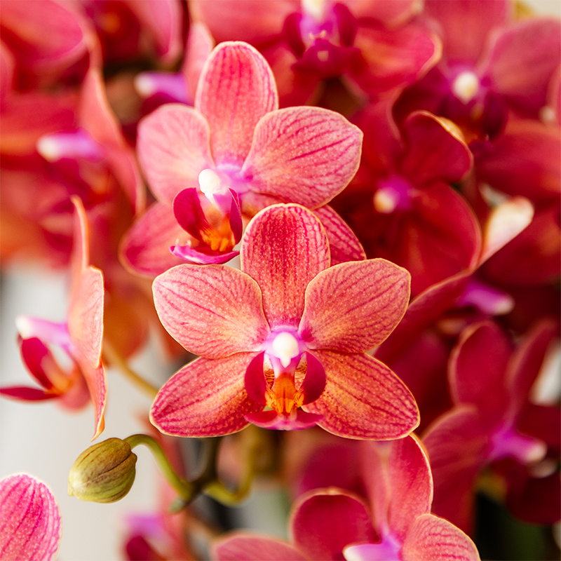Kolibri Orchids - Surprise box mix - plant advantage box - surprise box with 2 different orchids Ø9cm - fresh from the grower