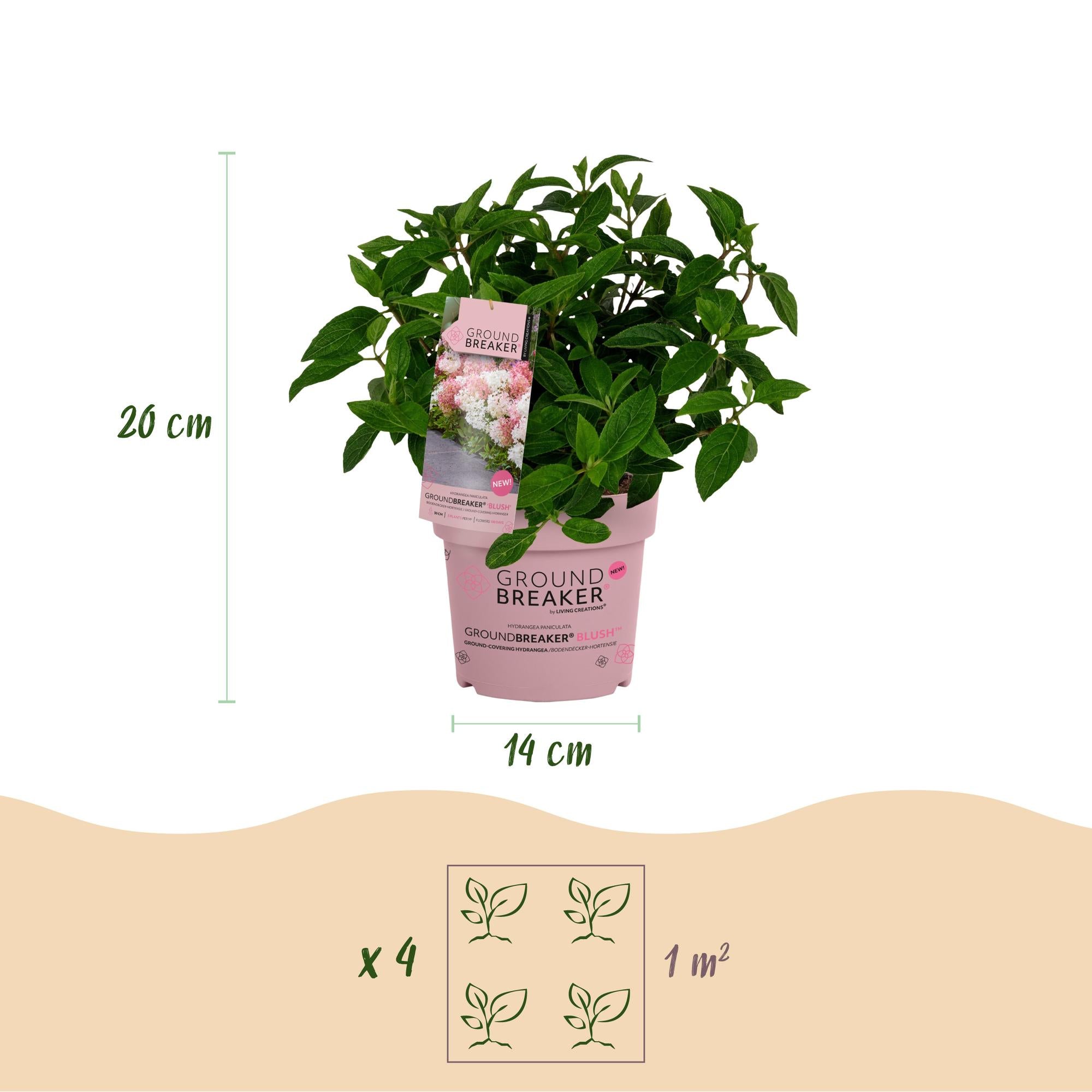 Hydrangea panniculata Groundbreaker Blush - Pluimhortensia - Winterhard - Roze - 2 Planten - Pot 14cm - Hoogte 20-25cm