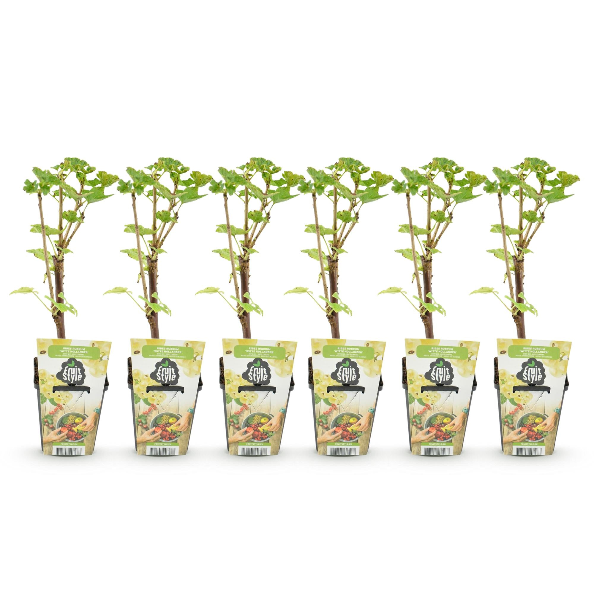 Witte Bes - Ribes rubrum Witte Hollander - Winterhard - 6 Planten - Pot 9 cm - Witte Bes