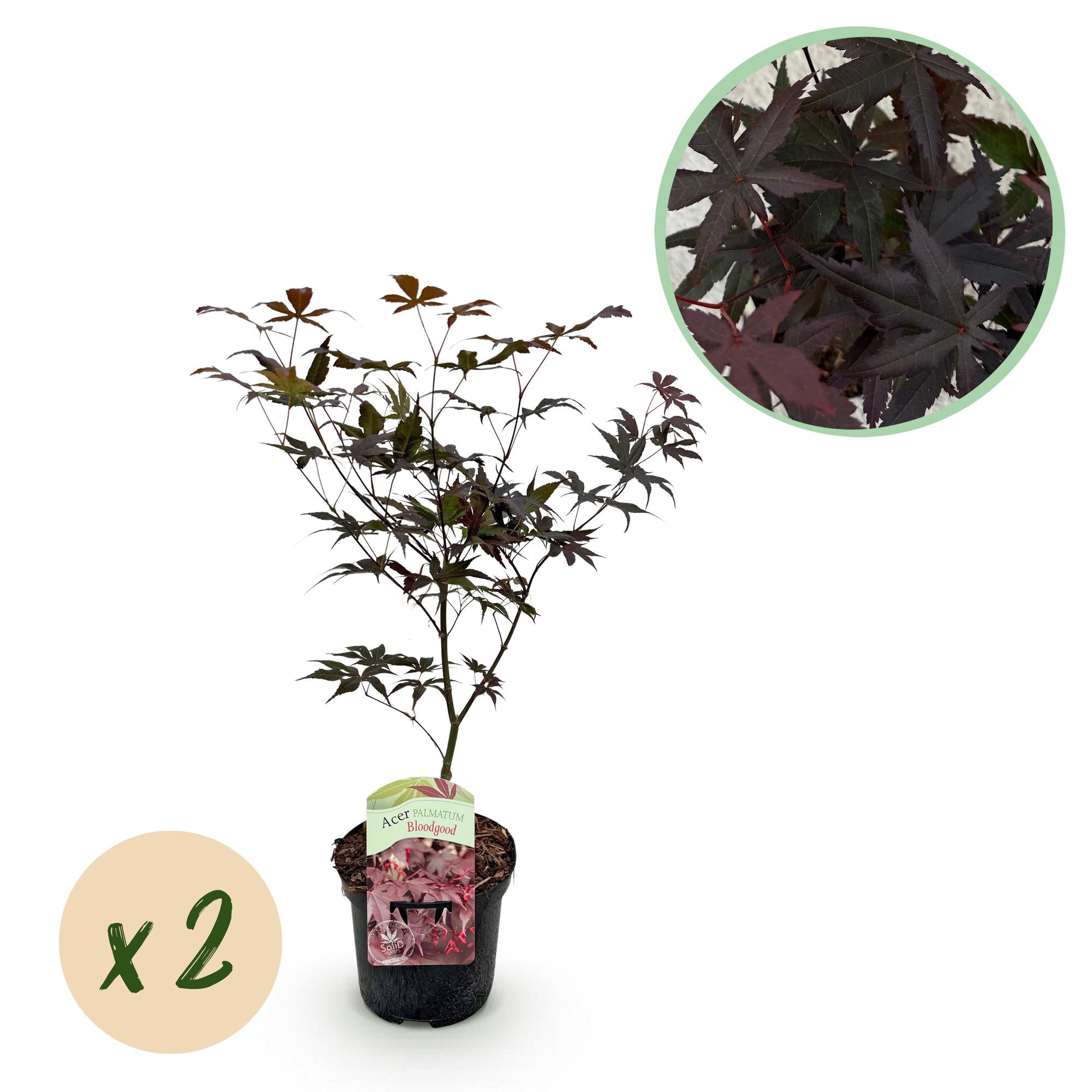 Green boutiQ – Terrassenpflanze – Japanischer Ahorn (Acer palmatum 'Bloodgood') – Rot – 2 Pflanzen – Laubabwerfend – Topf: 19 cm, Höhe: 70 cm