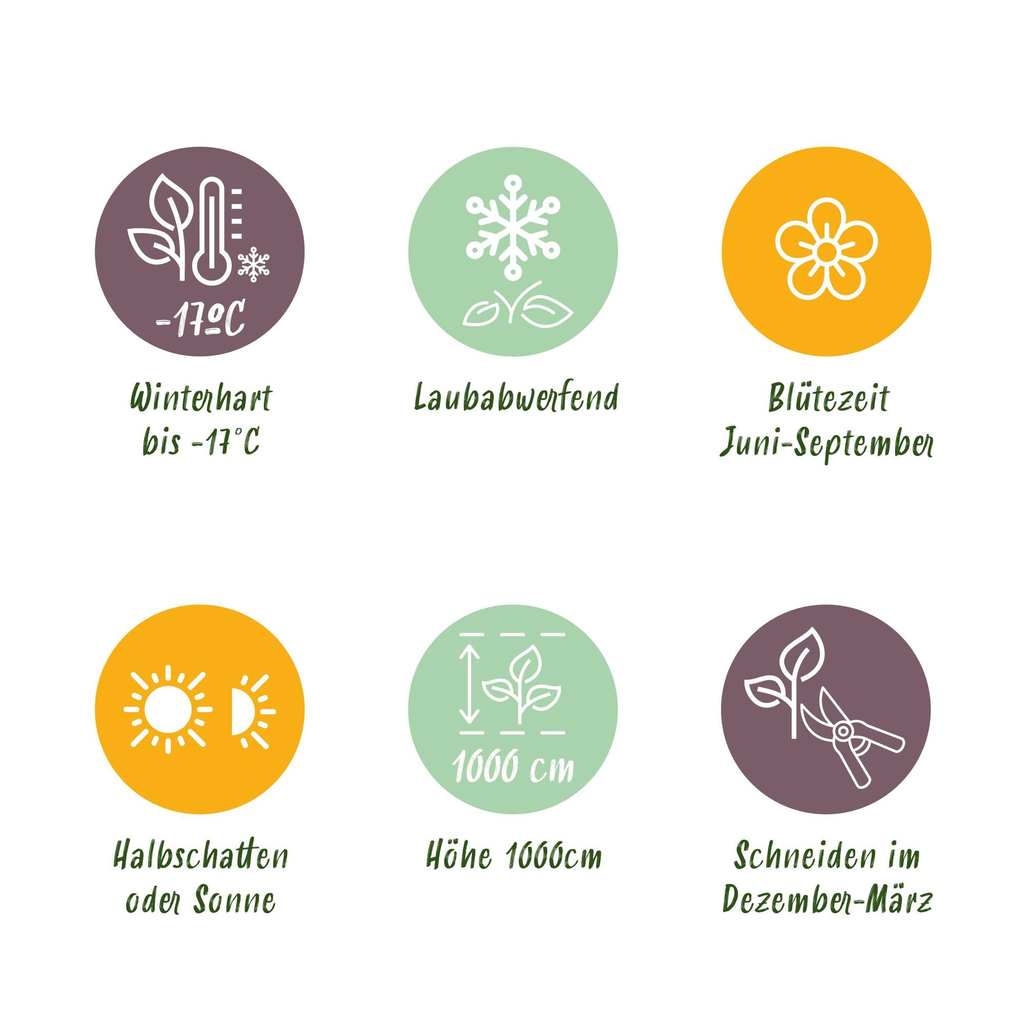 Green boutiQ – Kletterrose – Rosa Rainbow – Blüten: Rosa, Weiß, Gelb, Rot – Pflegeleicht – 4 Pflanzen – Topf: 11 cm, Höhe: 40 cm