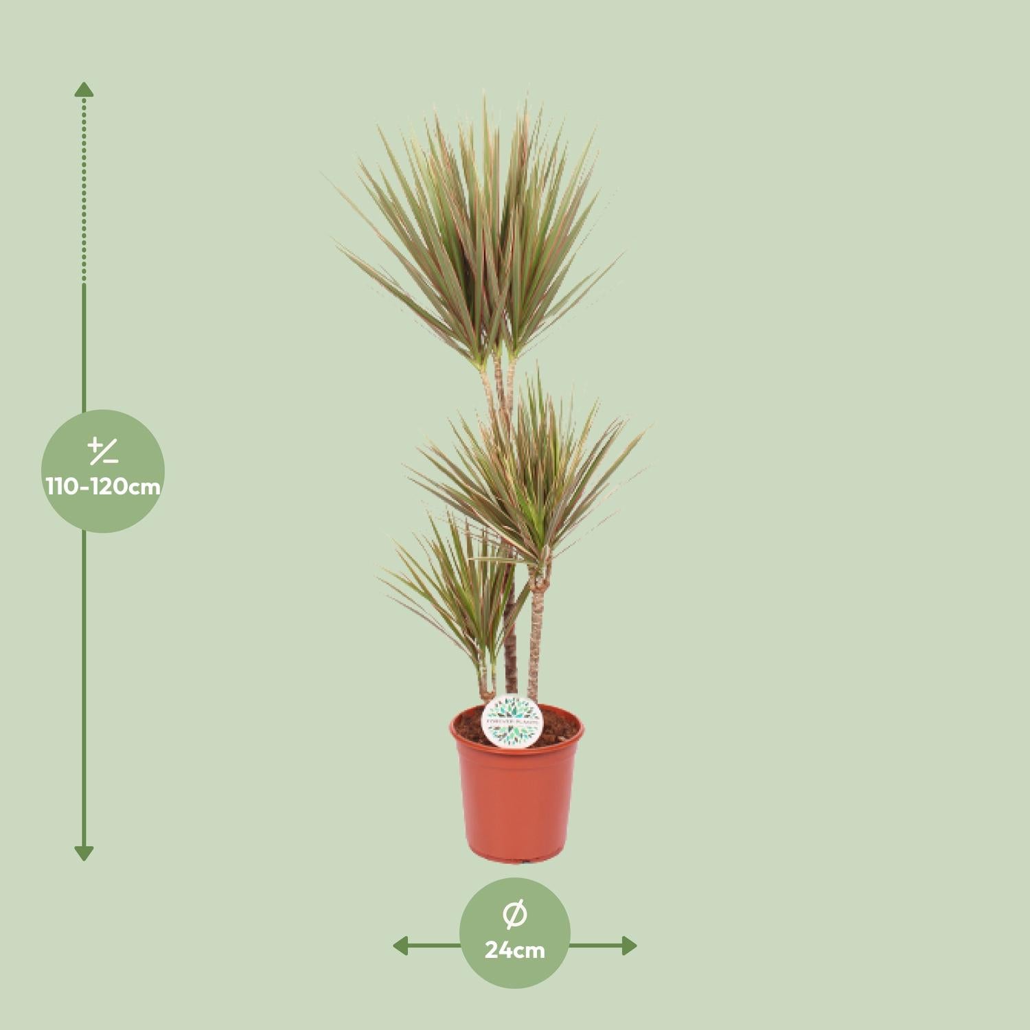 Zweifarbige Dracaena - Ø 24 cm - ↕ 115 cm
