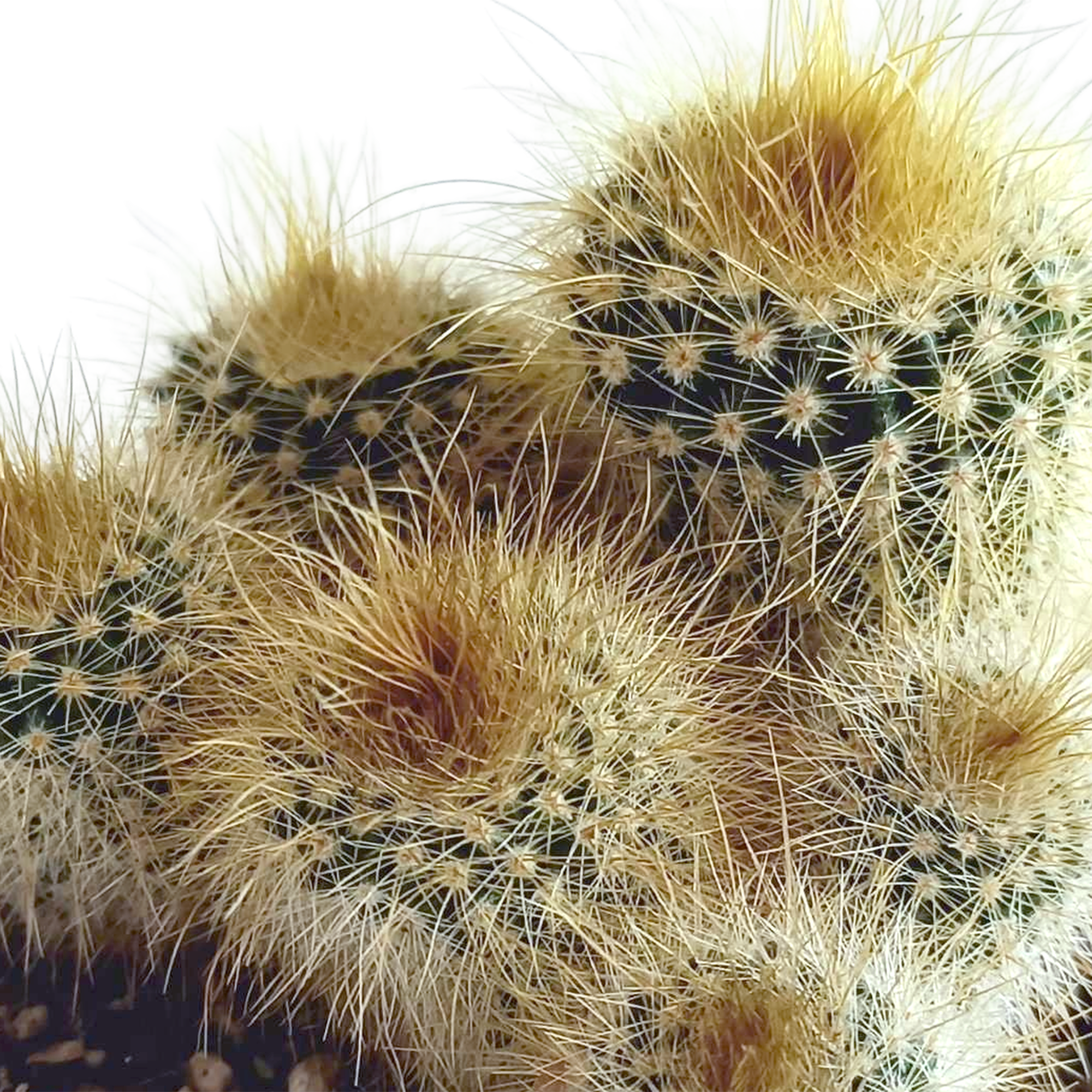 Mélange pour cactus 5,5 cm - 5x - en pot mexicain