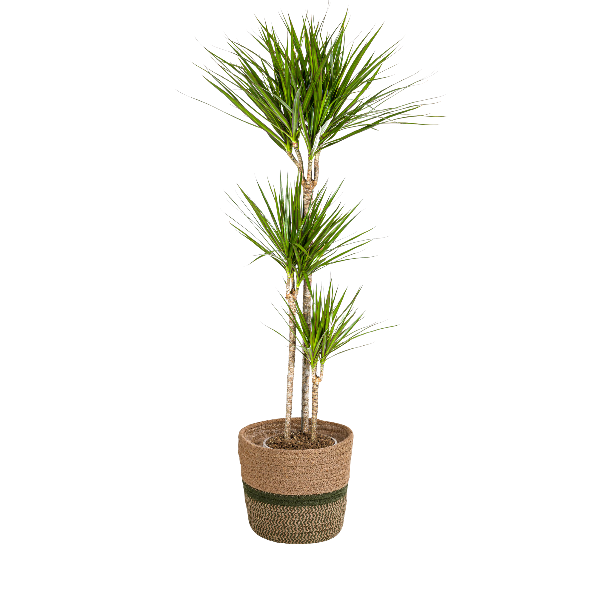 Dracaena Marginata Green met mand Ø24cm - ↕130 - 150cm