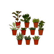 Mix di piante grasse - 10 pezzi - Ø5,5cm - ↕7cm