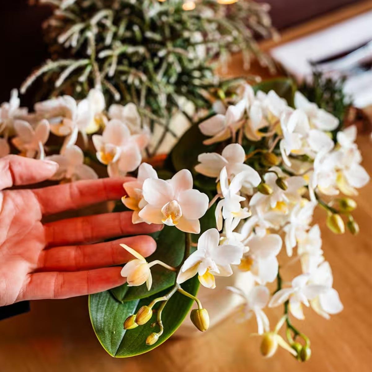 Kolibri Orchids | Combi Deal - 4 Witte Phalaenopsis Orchideeën Botanic Nazare - Ø9 cm