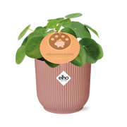 Mother's Day - Pilea Peperomioides 12cm in ELHO Vibes Fold 14cm roze