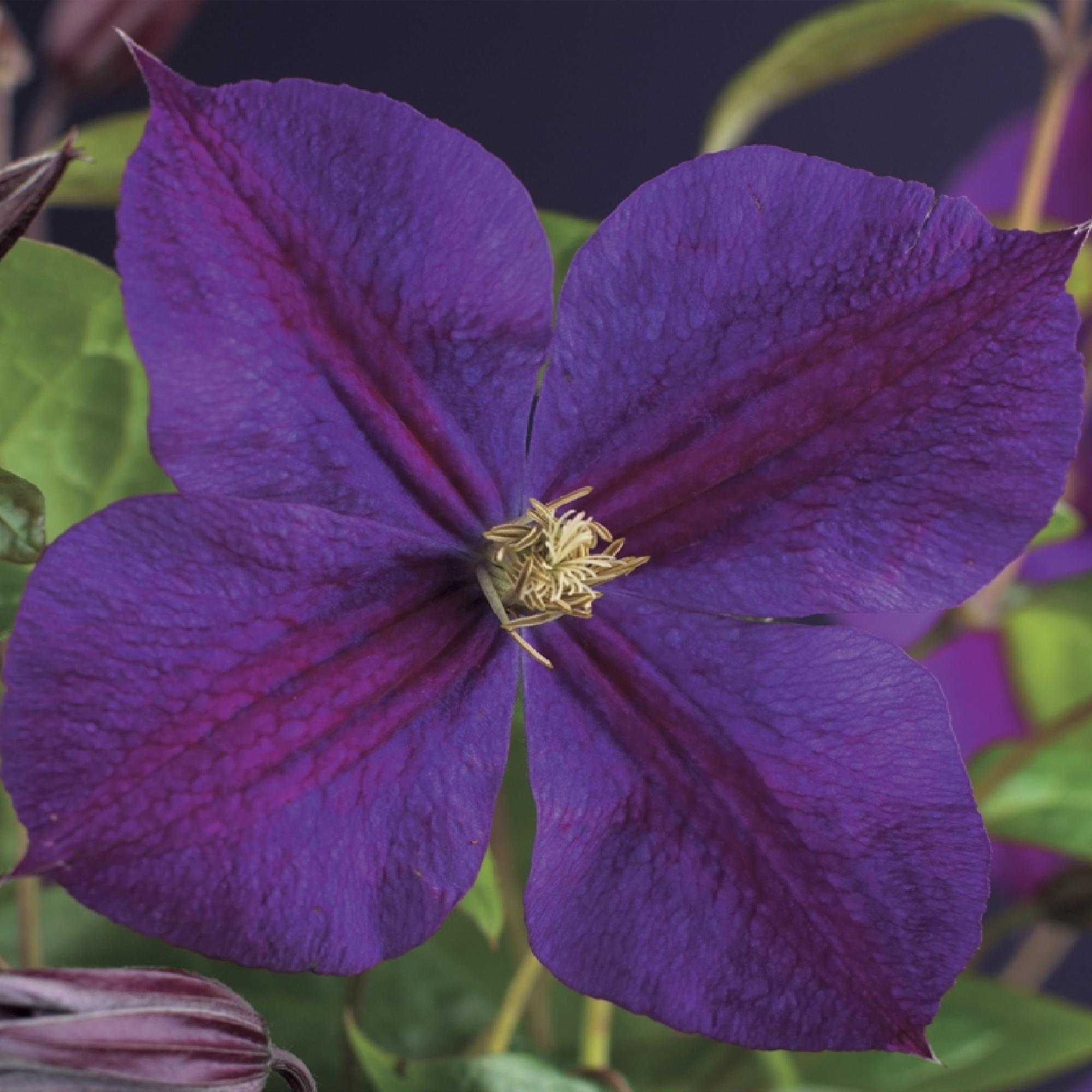 Green boutiQ – Kletterpflanze – Clematis 'Star of India' – Blüte: Rosa – Pflegeleicht – 2 Pflanzen – Topf: 11 cm, Höhe: 40 cm