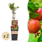 Punica granatum - Granaatappel - Winterhard - Rood-Oranje Vrucht - 2 Planten - Pot 15cm - Hoogte 50cm