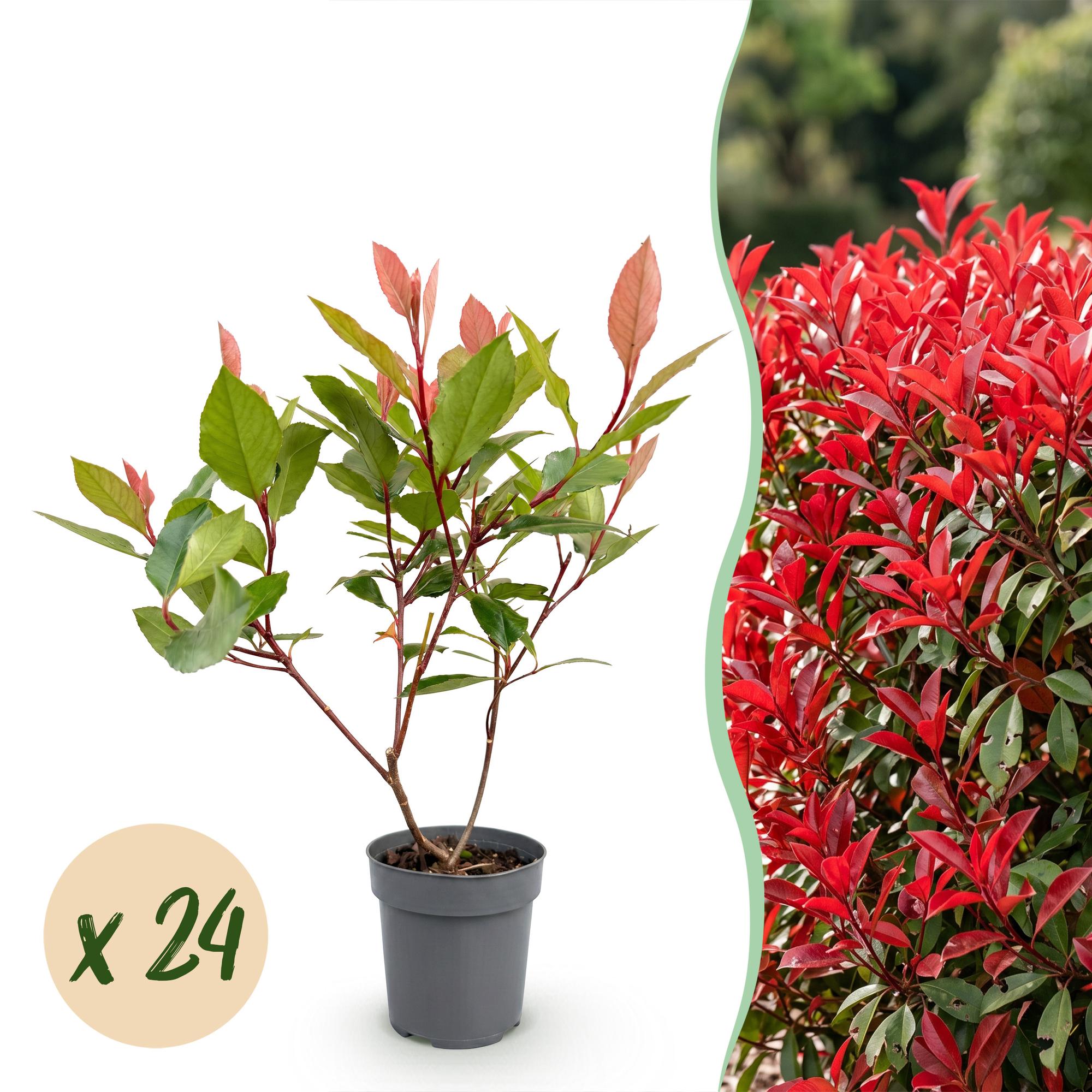 Photinia fraseri Little Red Robin - Glansmispel - 24x - Haagplanten - Groenblijvend - Rood - Pot 9cm - Hoogte 25-35cm