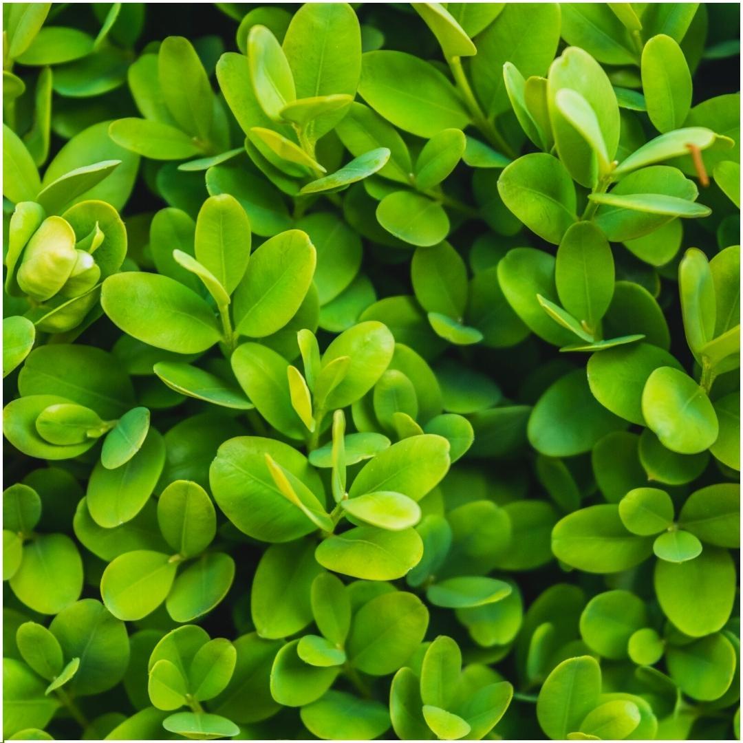 1 Meter Buxus Sempervirens-Hecke – ↕ 20 cm – 6 x Ø12 cm
