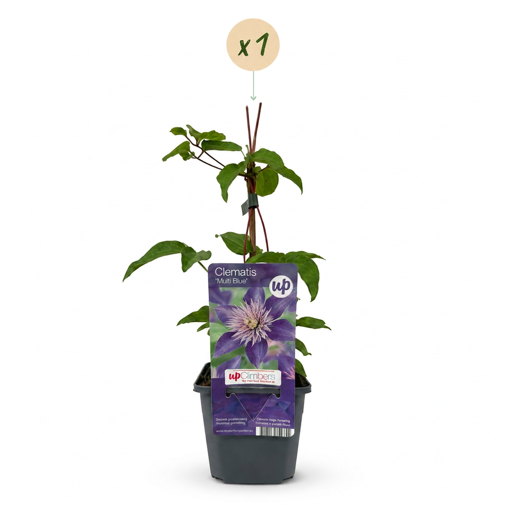 Clematis Multi Blue - Bosrank - Blauw - Klimplant - Ø9cm - ↕35cm