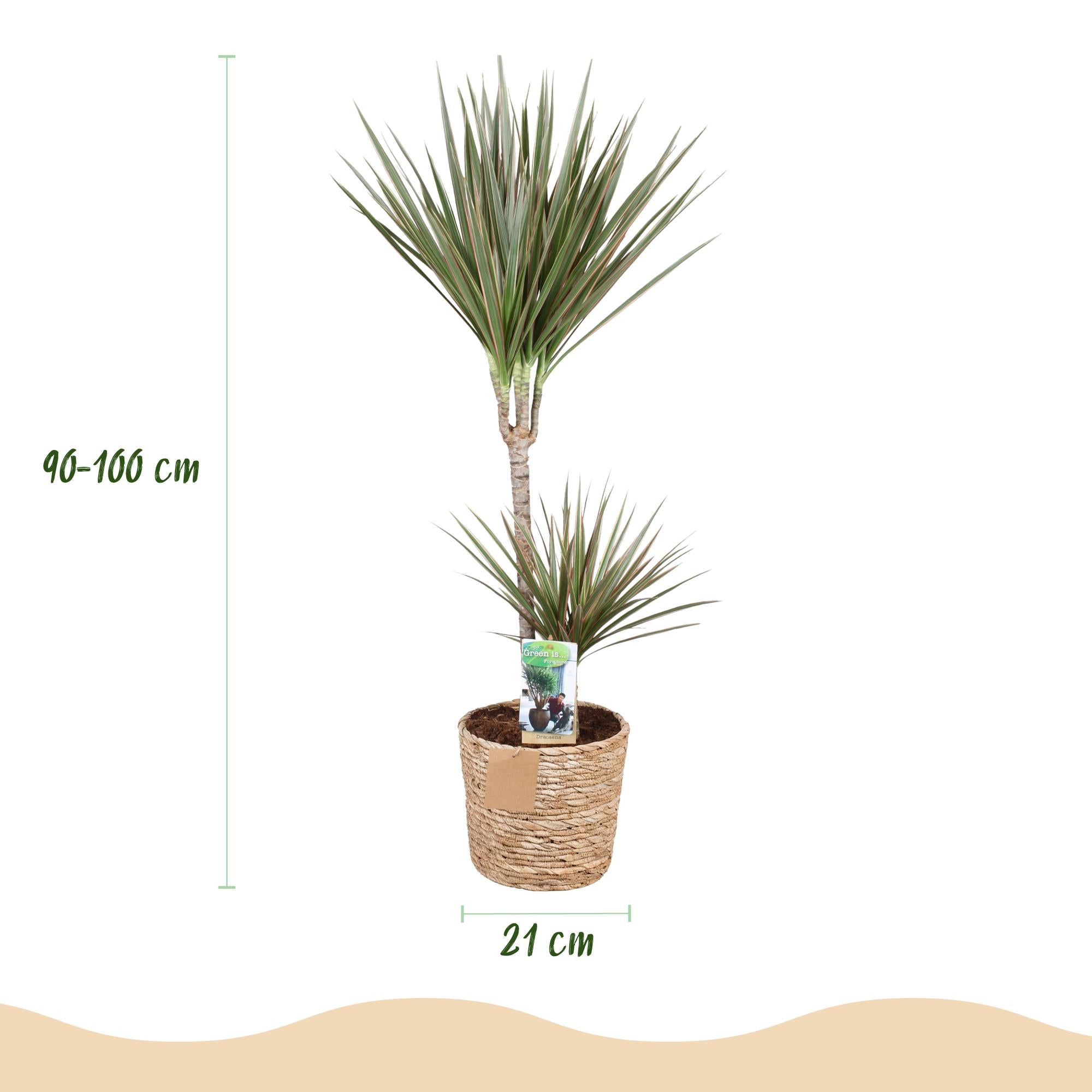 Dracaena Marginata Bicolor - Drakenbloedboom - Weinig onderhoud - met mand - Groen - 1 Plant - Pot 21cm - Hoogte 90-100cm