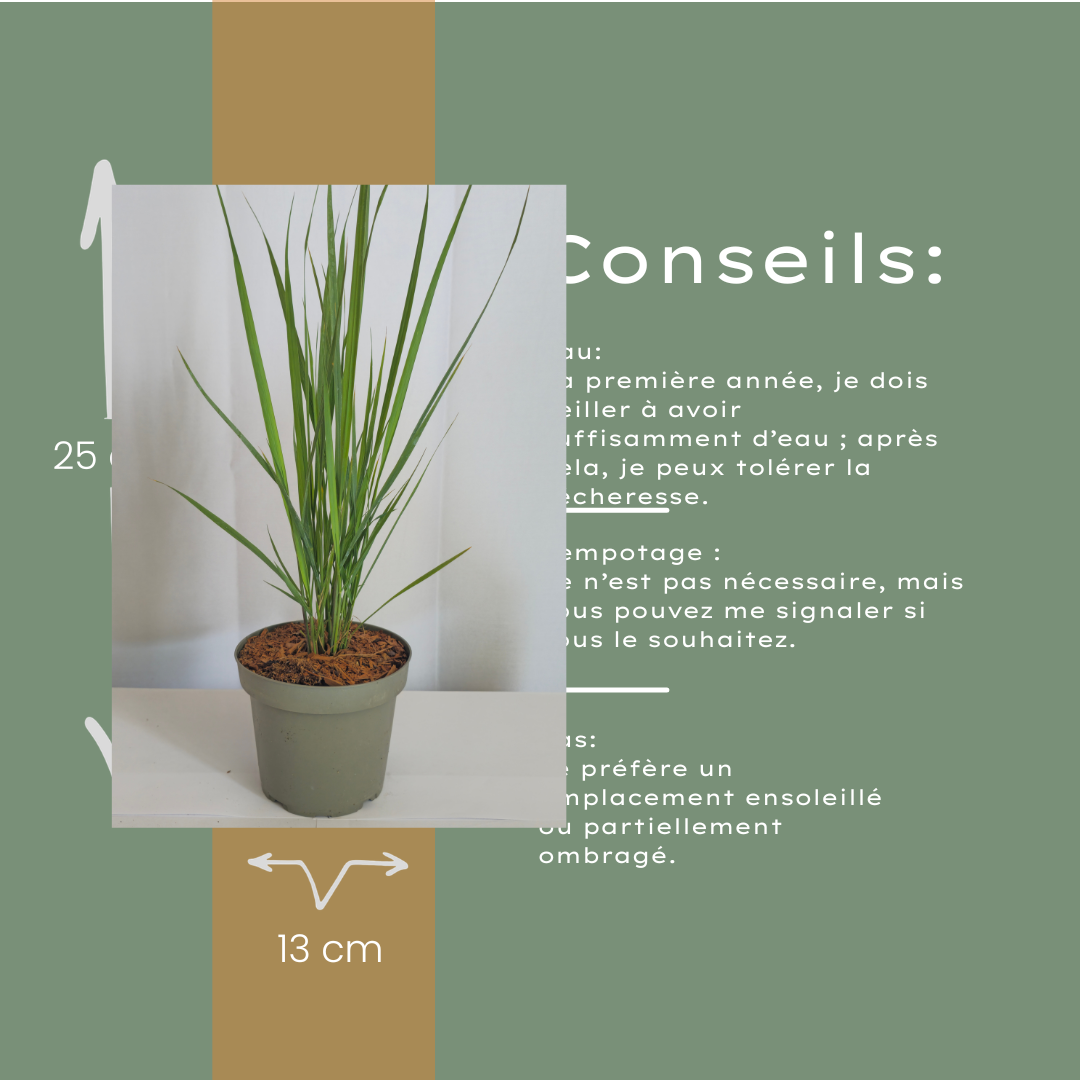 6x Panicum virgatum ‘Northwind’ – Sterk opgaand siergras met strakke groeivorm | Potmaat 12 cm