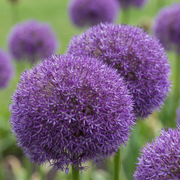 16x Allium Pinball Wizard - Blomlökar - Dekorativ lök - Trollstav - Lila - Sommarblommande - Lökstorlek 18/20