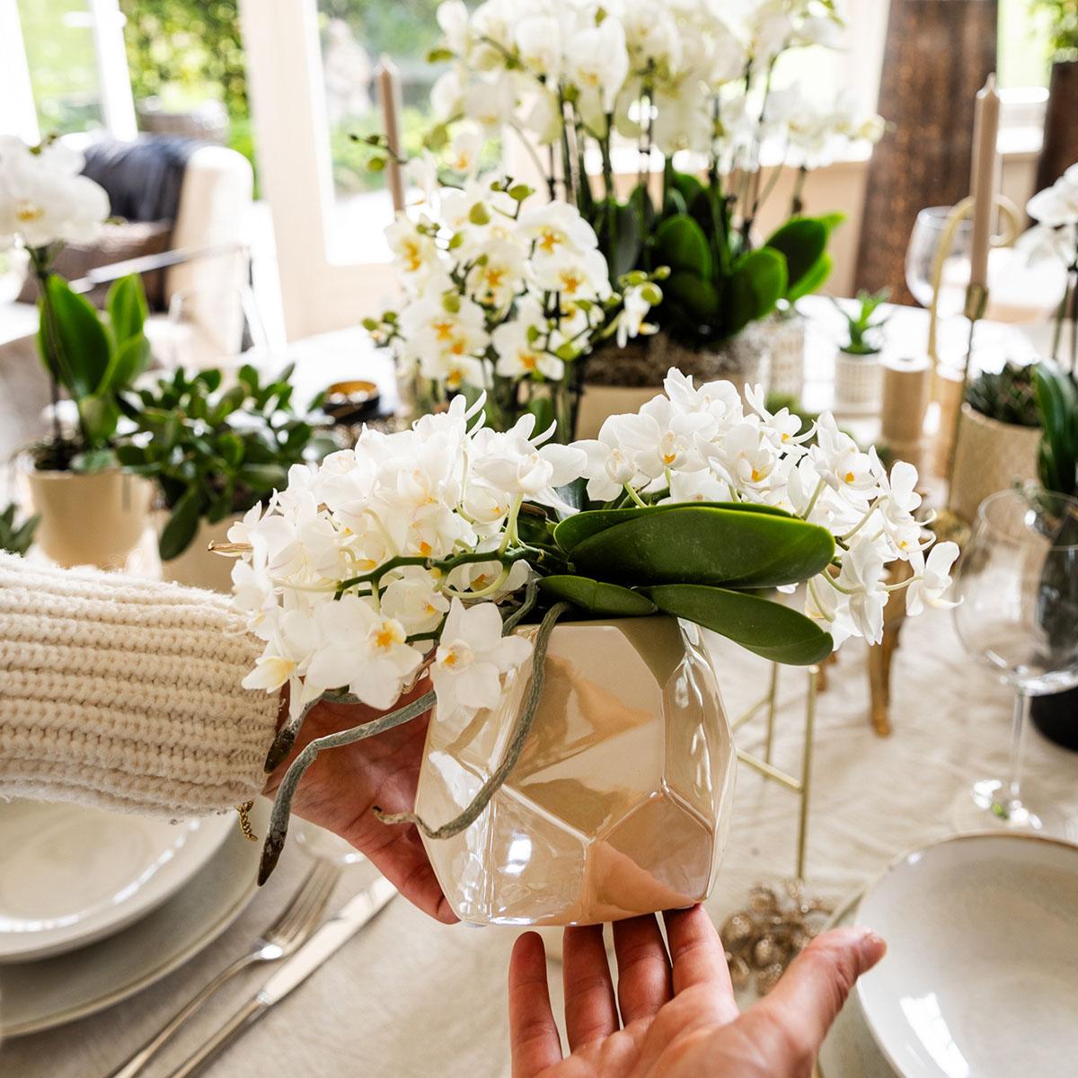 Kolibri Company | Ensemble de plantes et pots décoratifs pour la table - pots de Ø9 cm et Ø6 cm | Plantes d'intérieur fleuries - Directement du producteur