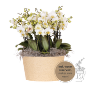 Kolibri Orchids | Biały bukiet Mono Blossom Lausanne w wiklinowym koszu