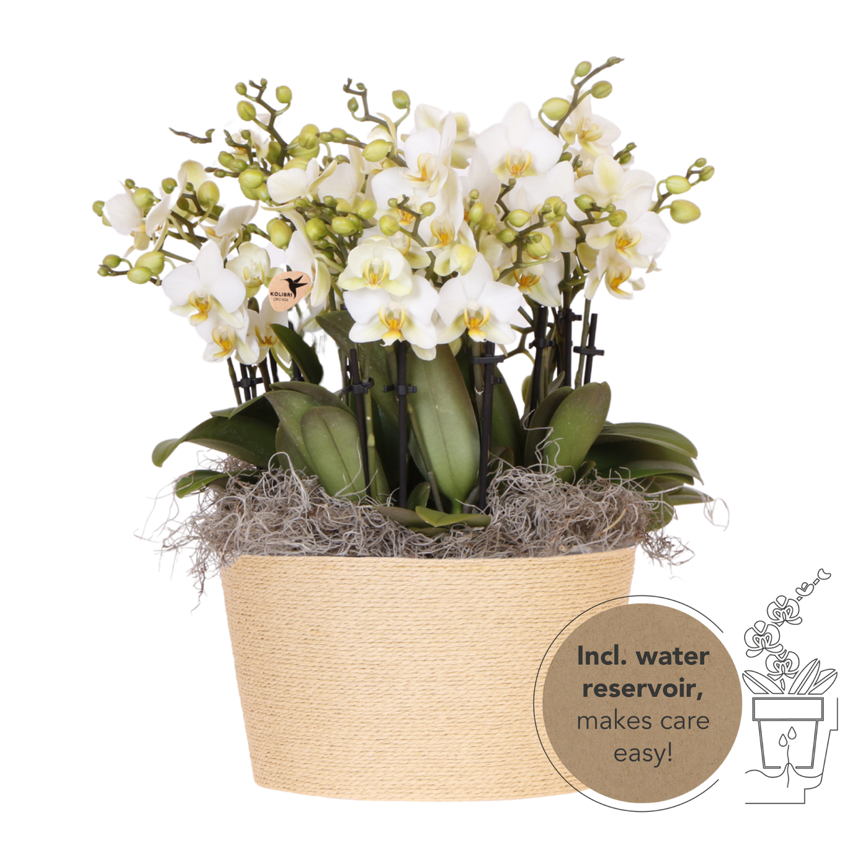Kolibri Orchids | Biały bukiet Mono Blossom Lausanne w wiklinowym koszu