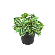 Kunstplant Ice water - 8cm