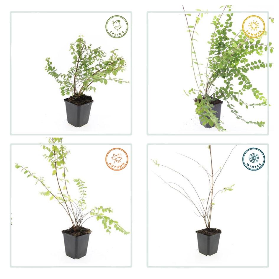 48x Symphoricarpos ch. 'Hancock' - ↕10-25cm - Ø9cm