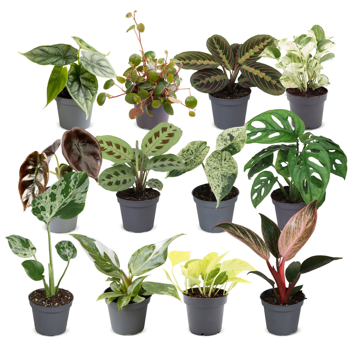 Baby Plants Surprise Box 12x - Verrassingsbox kleine planten - Diversen - Tropisch - Ø6cm - ↕5-15cm