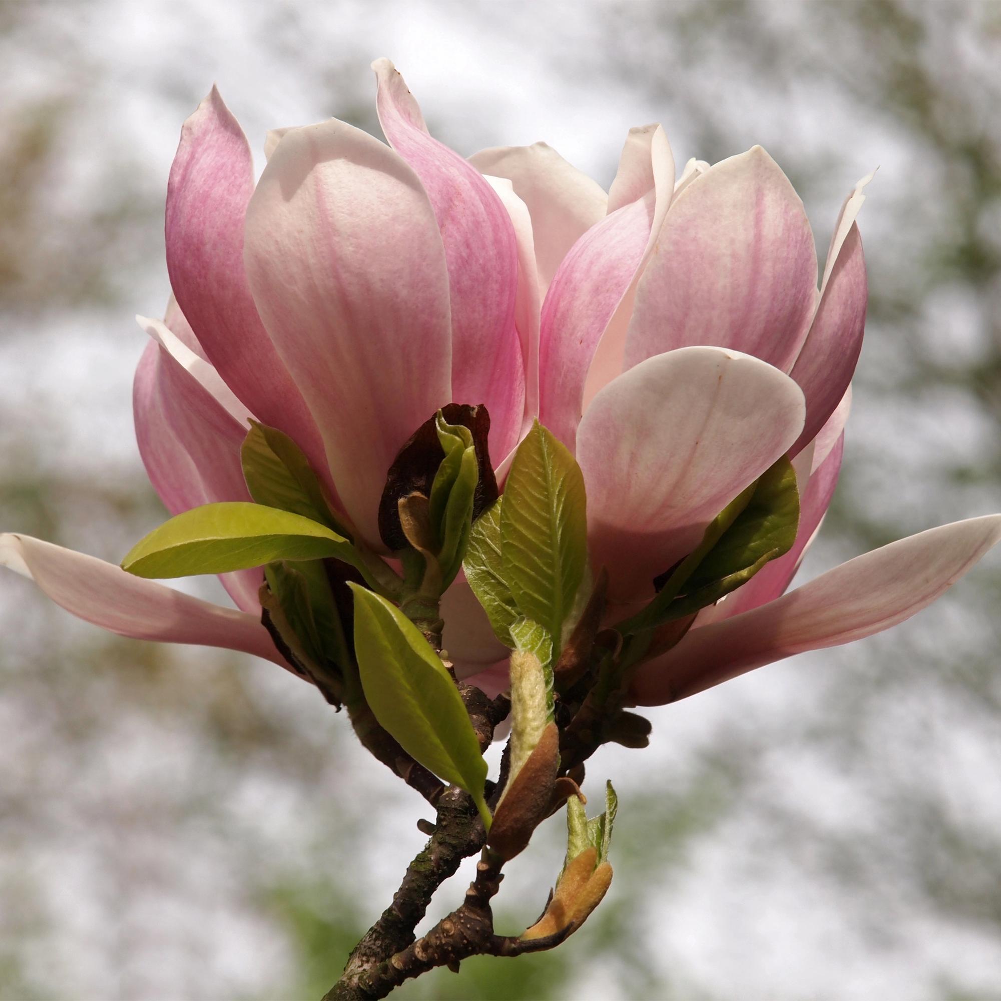 Green boutiQ – Sträucher – Magnolia soulangiana – Blüten hellrosa – 1 Pflanze – Laubabwerfend – Pflegeleicht – Topf 17 cm, Höhe 45 cm
