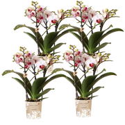 Kolibri Orchids | Combi Deal - 4 Witte Phalaenopsis Orchideeën Mineral Gibraltar - Ø9 cm