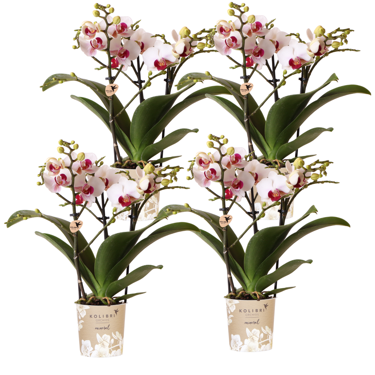 Kolibri Orchids | Combi Deal - 4 Witte Phalaenopsis Orchideeën Mineral Gibraltar - Ø9 cm